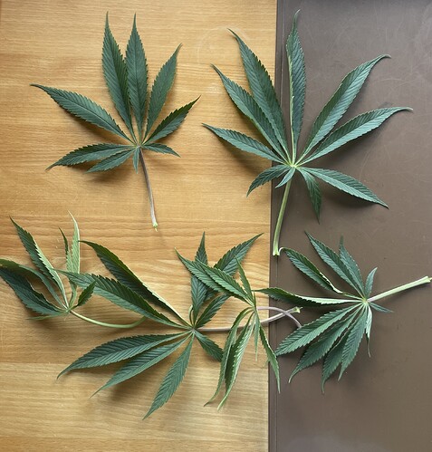 Growreport Bild 9