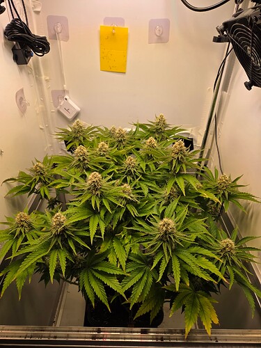 Growreport Bild 1