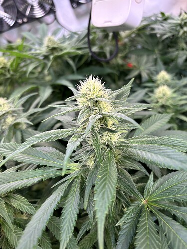Growreport Bild 20