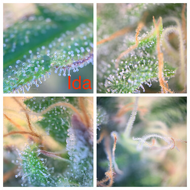 Growreport Bild 2