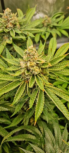 Growreport Bild 36