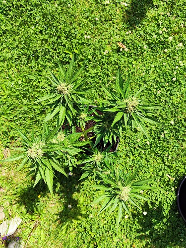 Growreport Bild 4