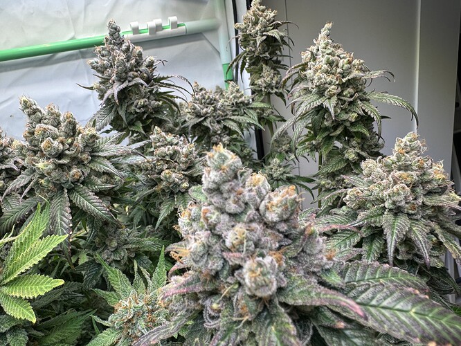 Growreport Bild 36