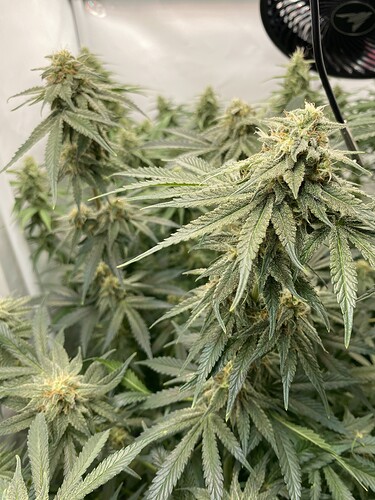Growreport Bild 9