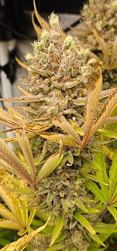 Growreport Bild 7