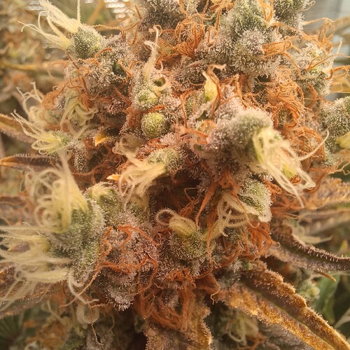Growreport Bild 15