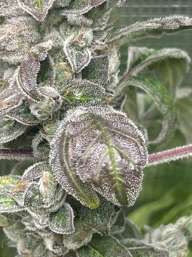 Growreport Bild 46