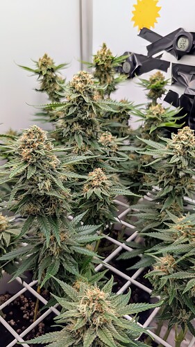 Growreport Bild 11