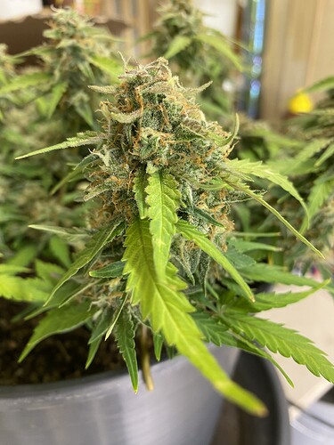 Growreport Bild 34