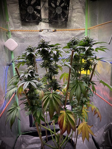 Growreport Bild 3