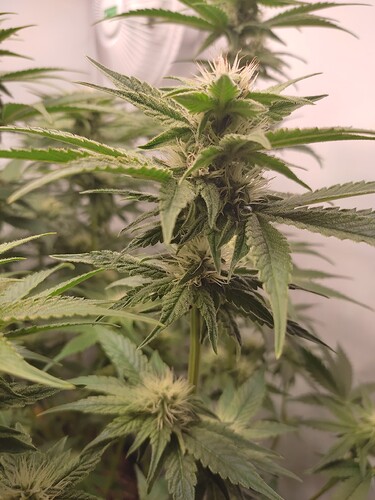 Growreport Bild 11