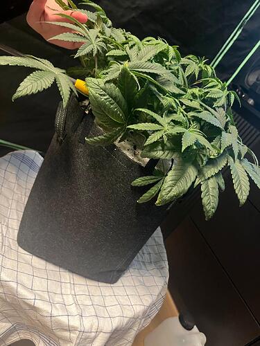 Growreport Bild 12