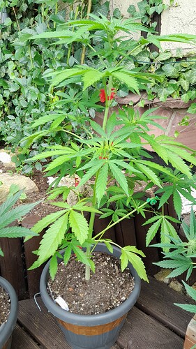 Growreport Bild 7