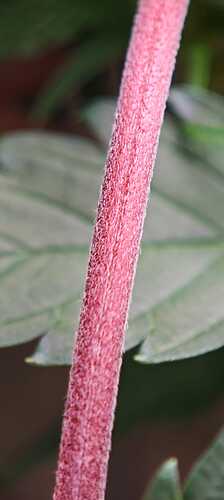 Growreport Bild 15