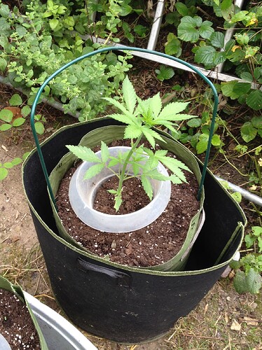 Growreport Bild 25