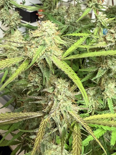 Growreport Bild 52