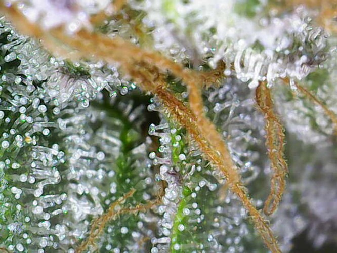 Growreport Bild 2