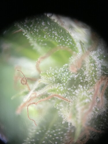 Growreport Bild 6