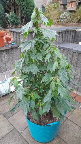 Growreport Bild 1