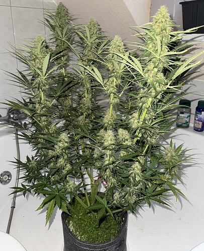Growreport Bild 15