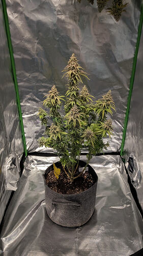 Growreport Bild 8