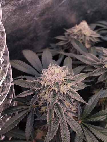 Growreport Bild 130