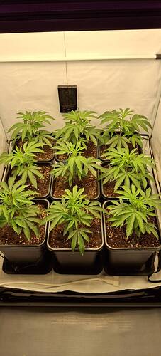 Growreport Bild 11