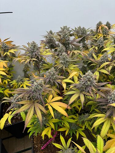 e49498c0-8a96-47d2-a566-505fc7224e95