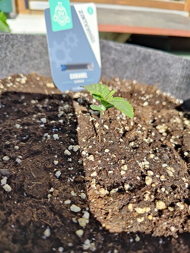 Growreport Bild 4