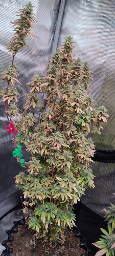 IMG_20260101_204041081