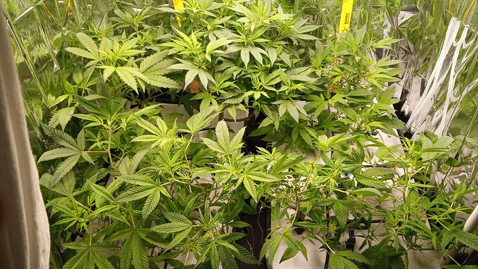 Growreport Bild 1