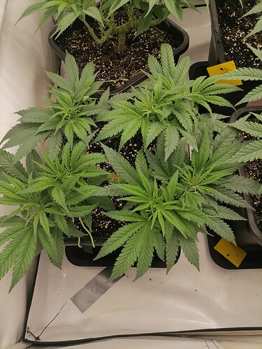 Growreport Bild 40