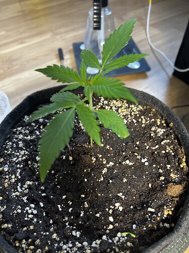 Growreport Bild 8