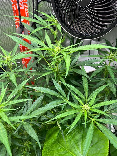 Growreport Bild 42