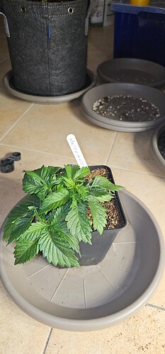 Growreport Bild 41