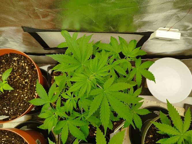 Mehrere junge Cannabispflanzen in verschiedenen Wachstumsstadien in Zelttöpfen, eine davon ist deutlich größer und zeigt viele Blätter.