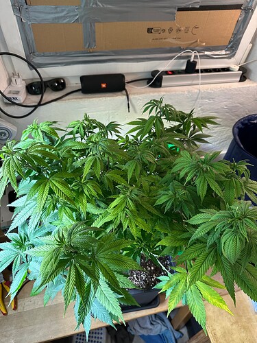Growreport Bild 51