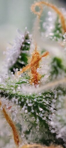 Growreport Bild 5