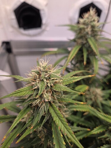 Growreport Bild 7