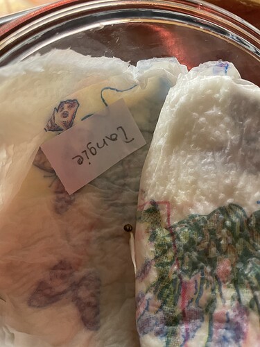 Ein Keimling mit einem kleinen Wurzelansatz, der aus einem Stück Papier ragt. Auf dem Papier ist das Wort 'Tangie' geschrieben.