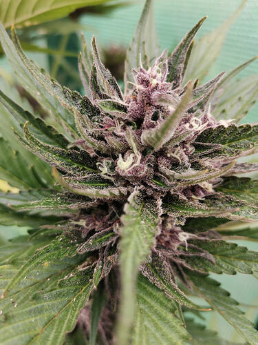 Lucky Hemp LT72 (1)