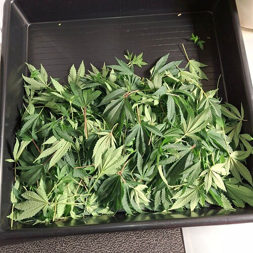 Growreport Bild 1