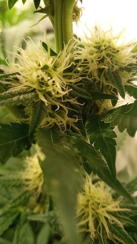 Growreport Bild 25