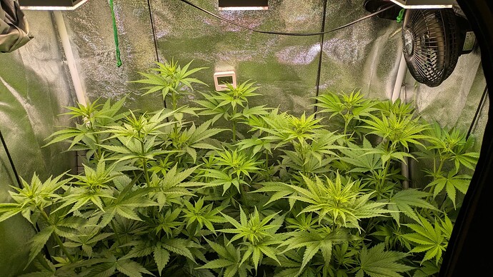Growreport Bild 35