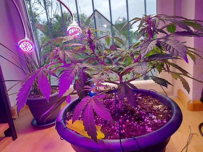 Growreport Bild 12