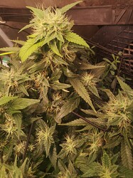 IMG_20250615_113501