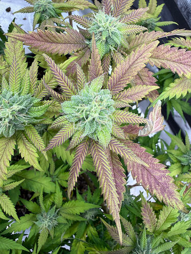 Growreport Bild 31
