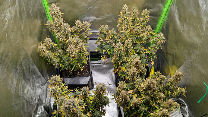 Growreport Bild 1