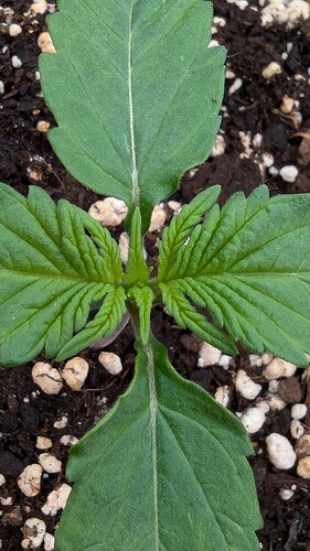 PXL_20240705_222807721.MP