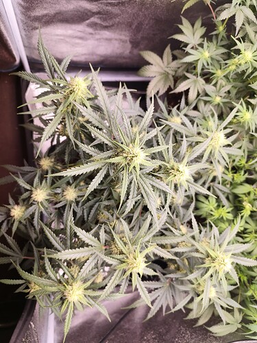 Growreport Bild 11